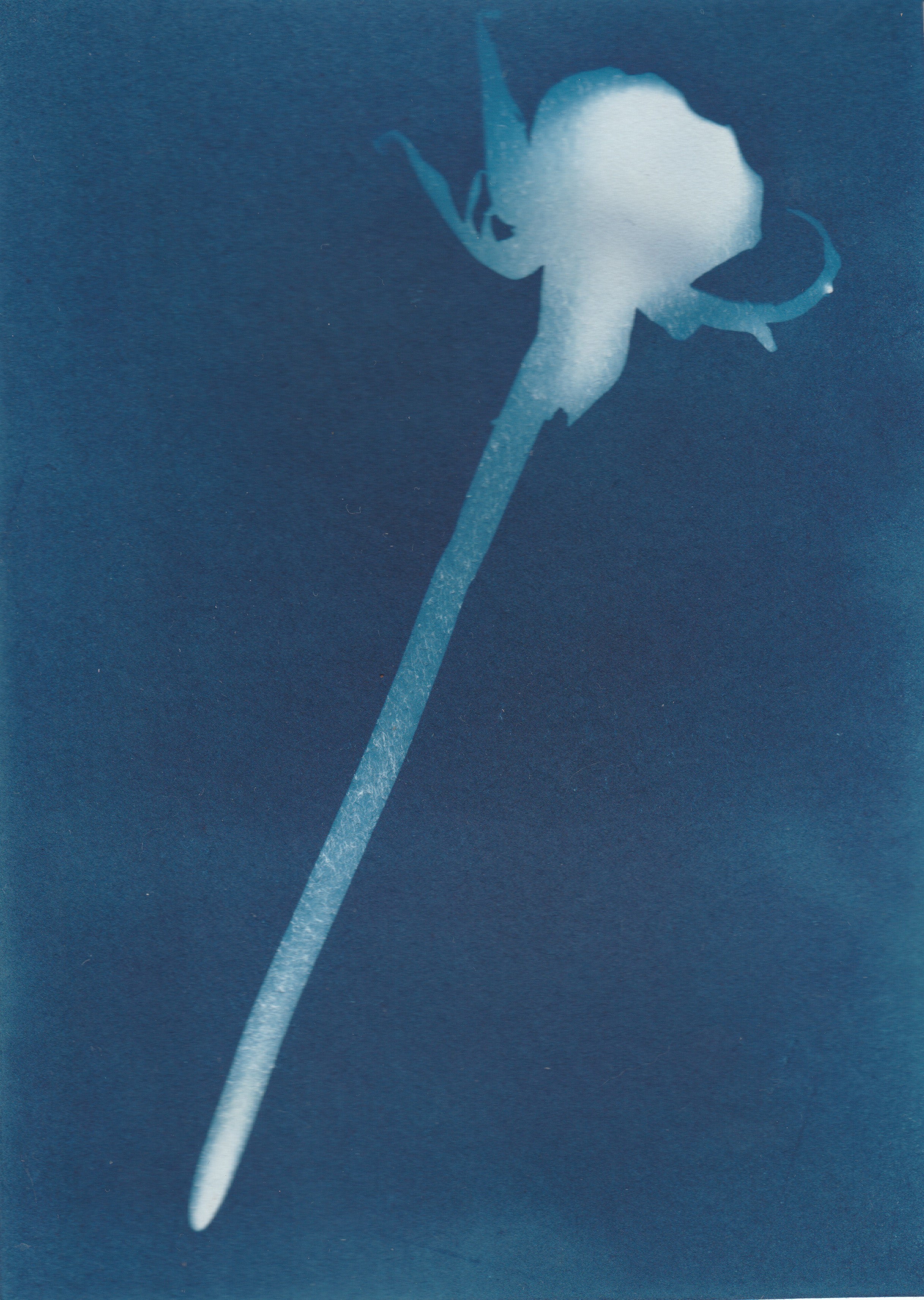 Cyanotype of a Rose on a blue background