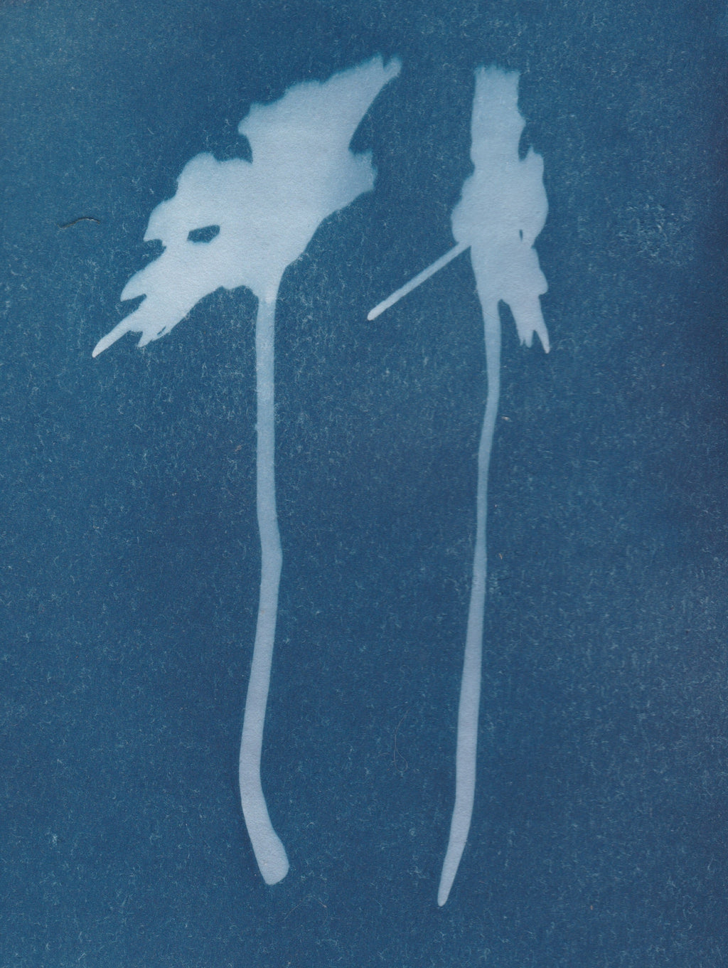 Cyanotype of handcrafted daisy earrings front and side