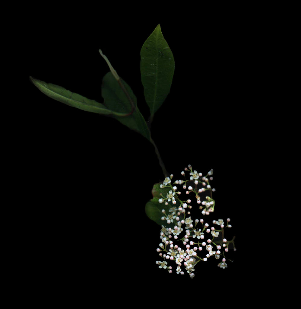 Rubella flower on black background