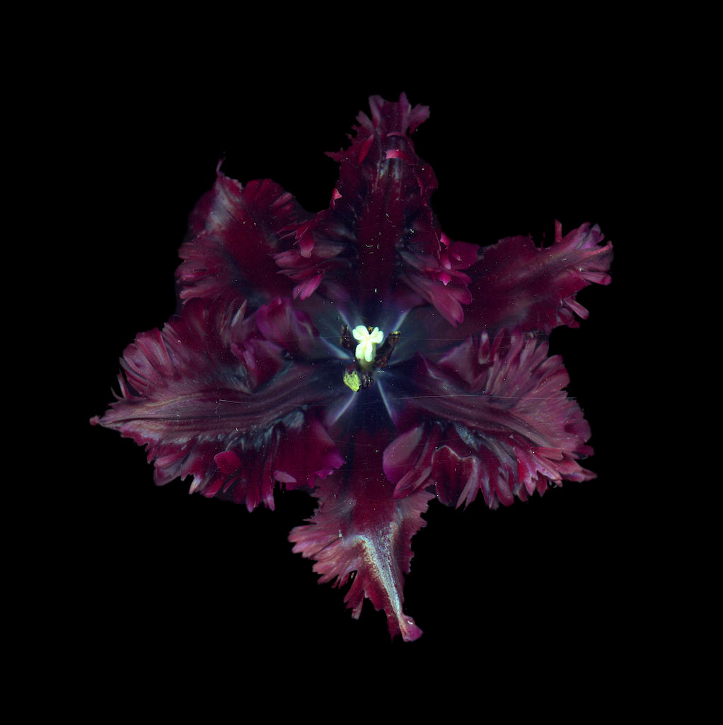 Close-up of a dark purple flower with a black background