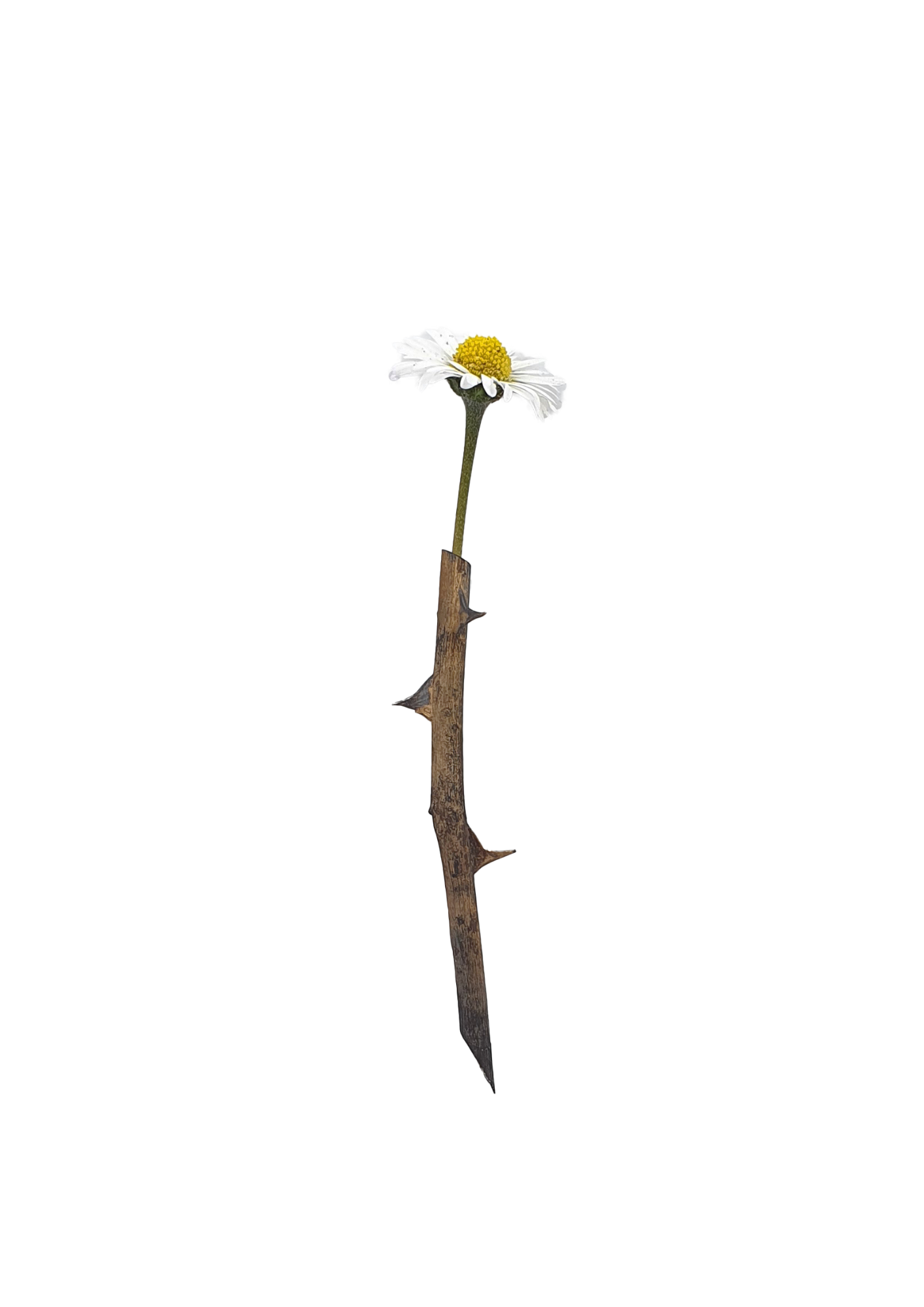 Rosa Brooch