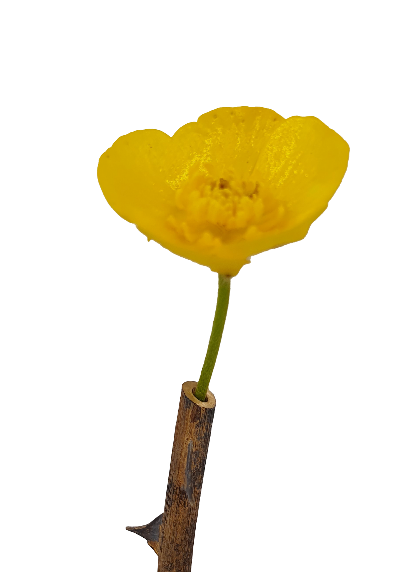Rosa Brooch