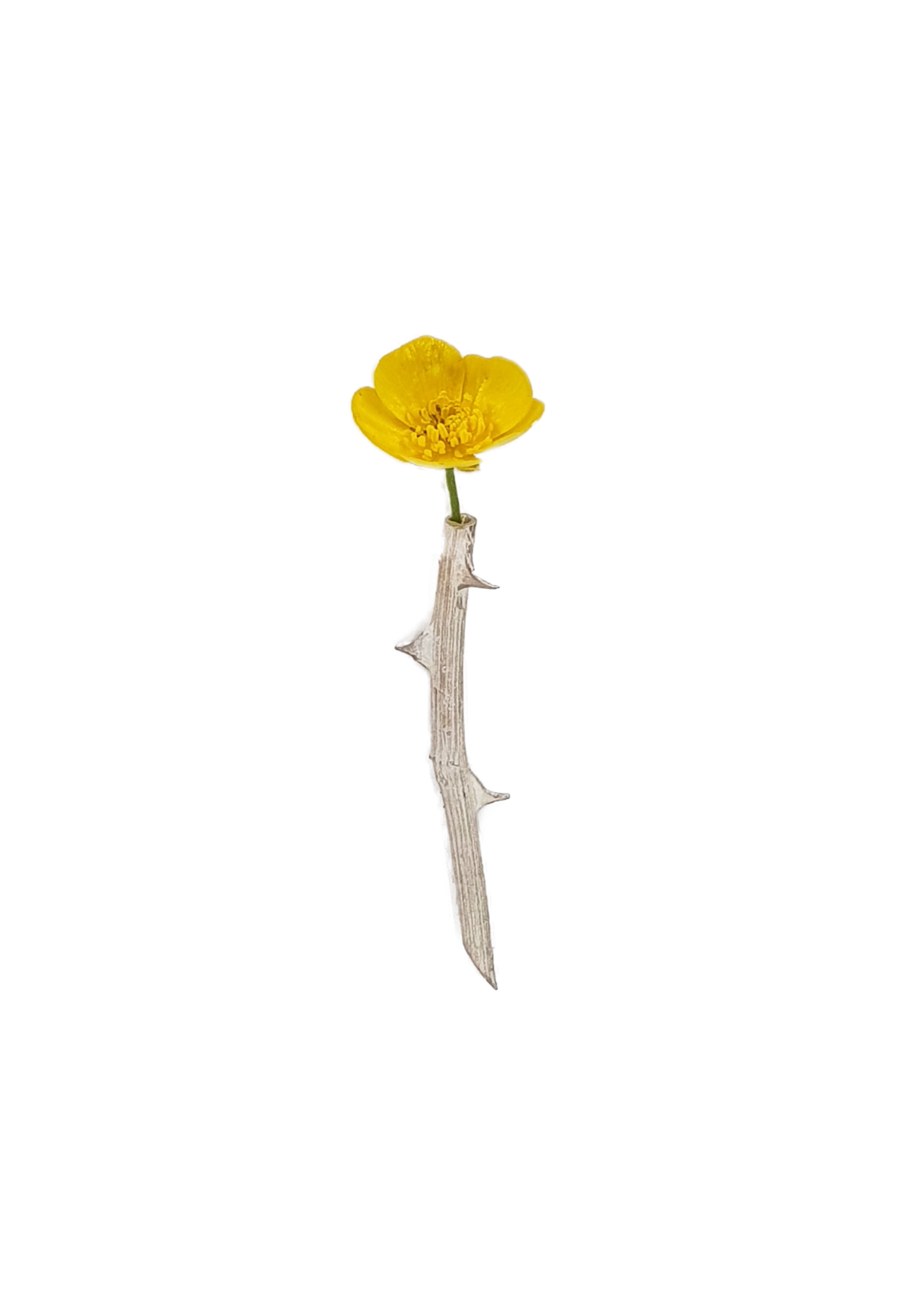 Rosa Brooch