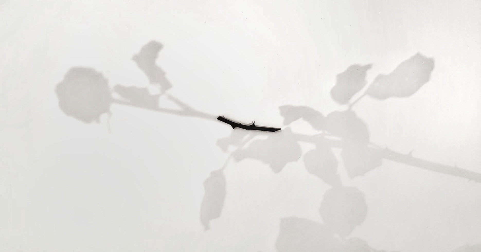 Silhouette of a plant against a white background